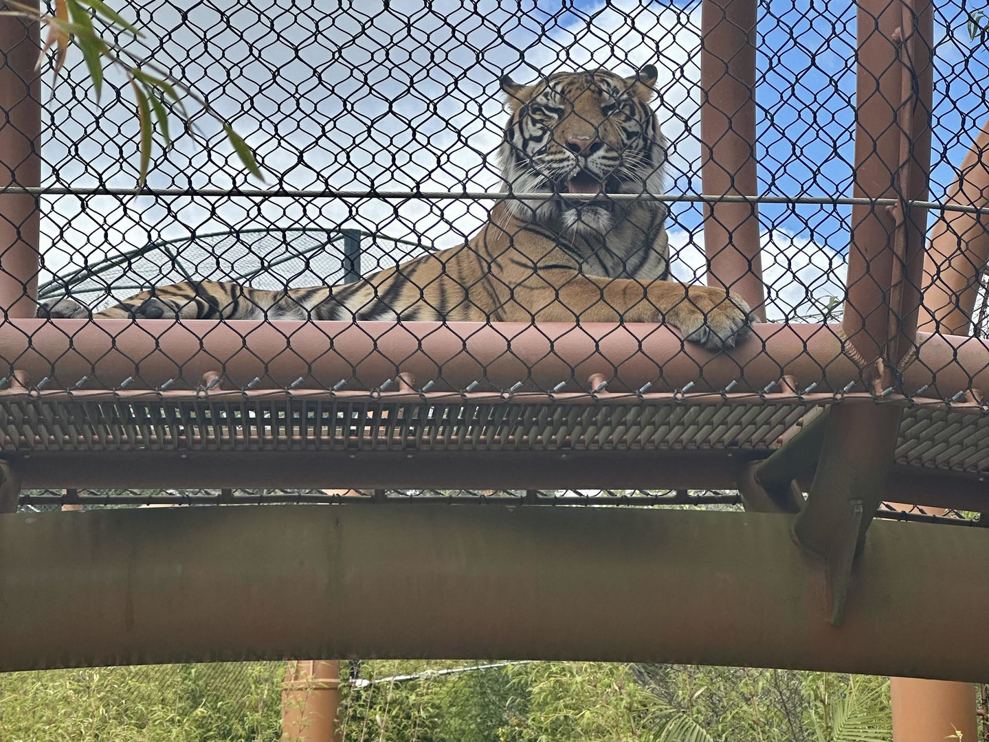Zayana in Overhead Tunnel