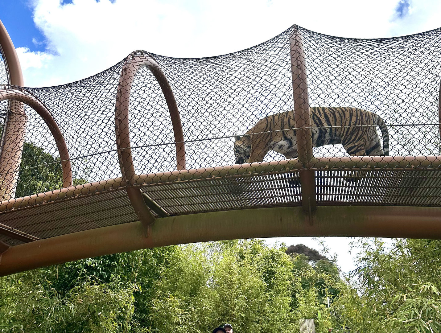 Zayana in Overhead Tunnel