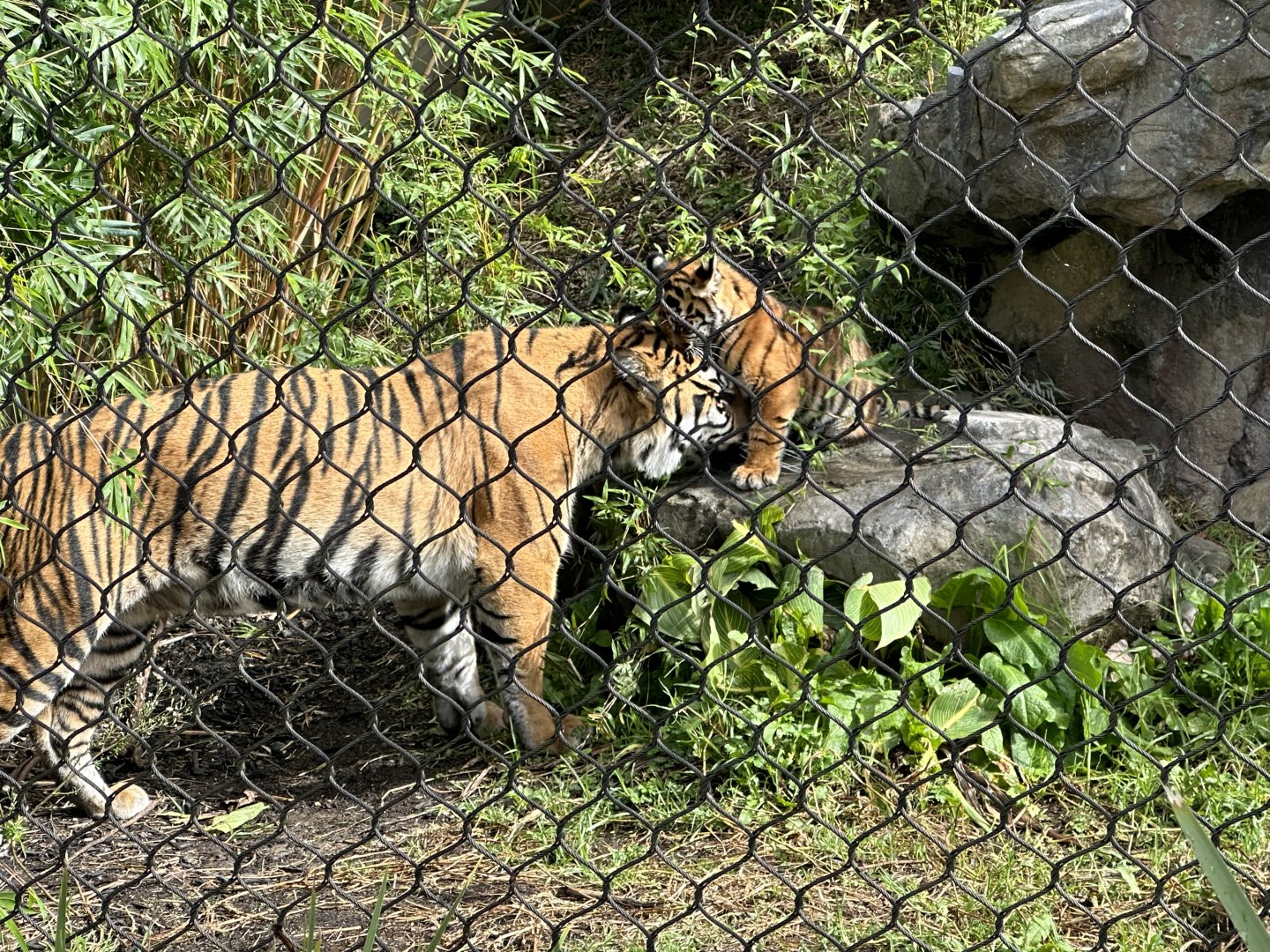 Zayana nuzzling Cahya