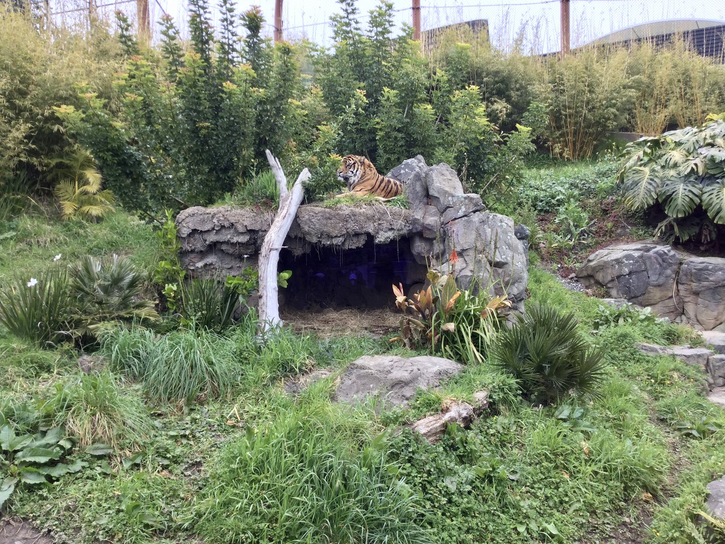 Zayana - Pregnant Sumatran Tigress