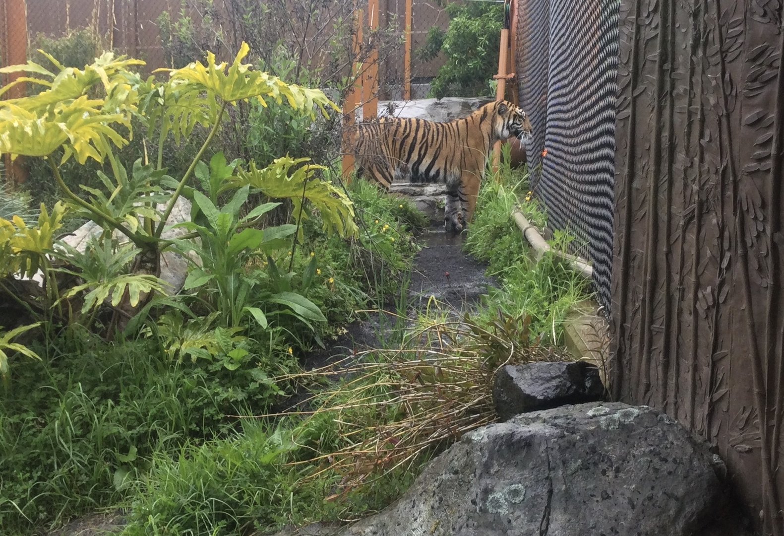 Zayana (Sumatran Tiger) Watching Otters