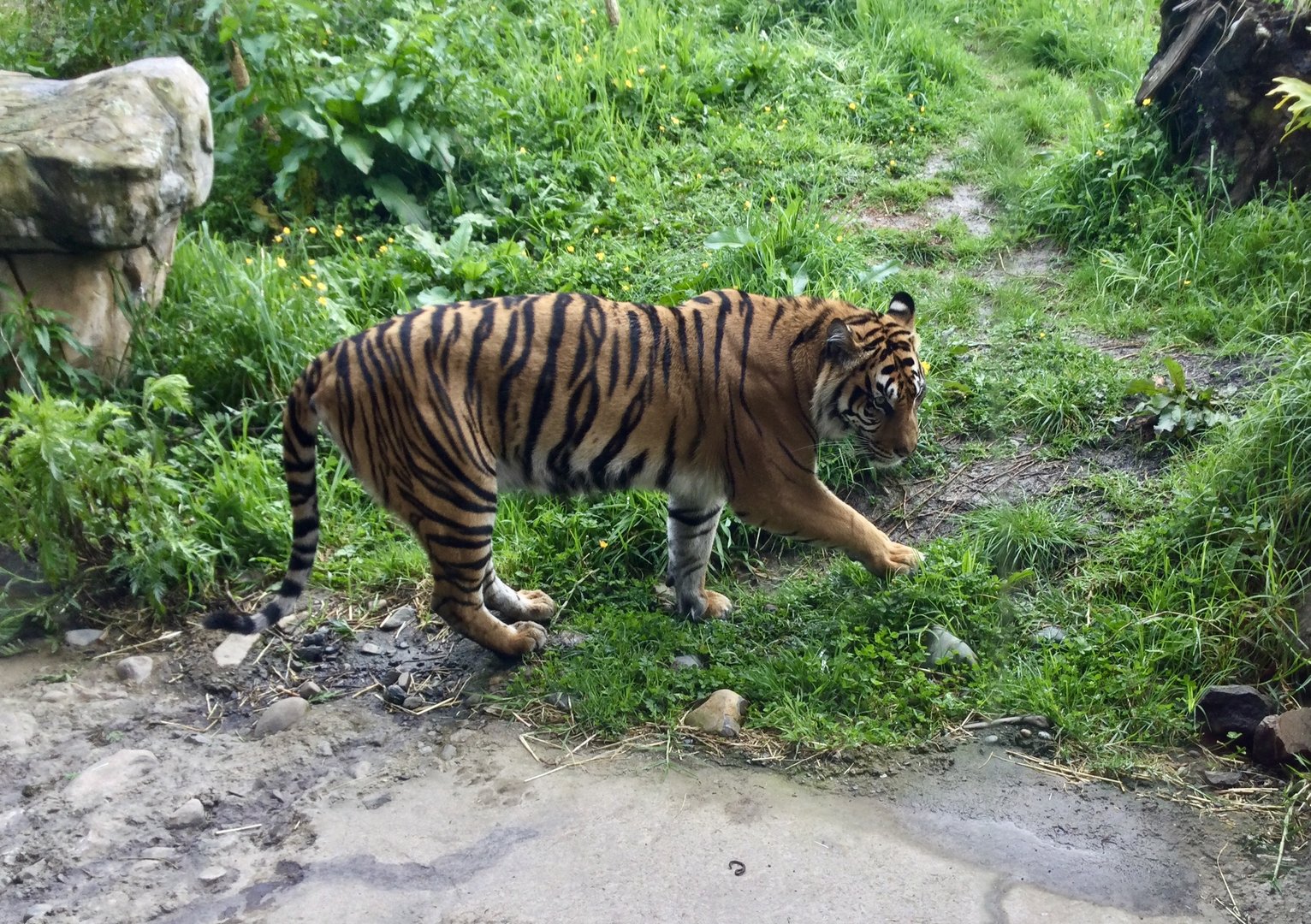 Zayana (Sumatran Tiger)
