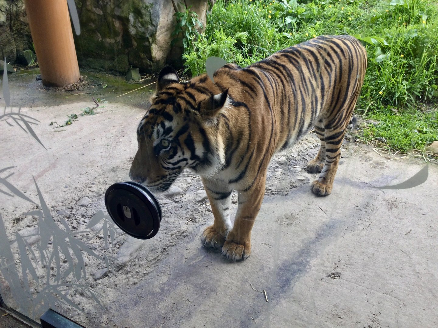 Zayana (Sumatran Tiger)
