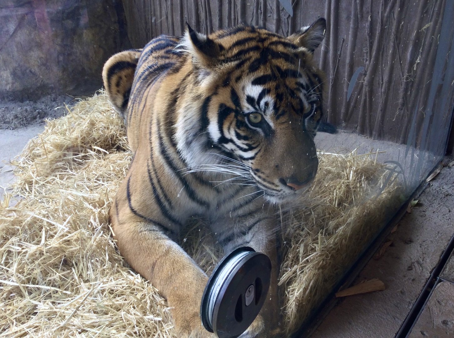Zayana (Sumatran Tiger)