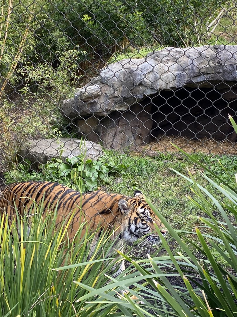 Zayana - Sumatran Tiger