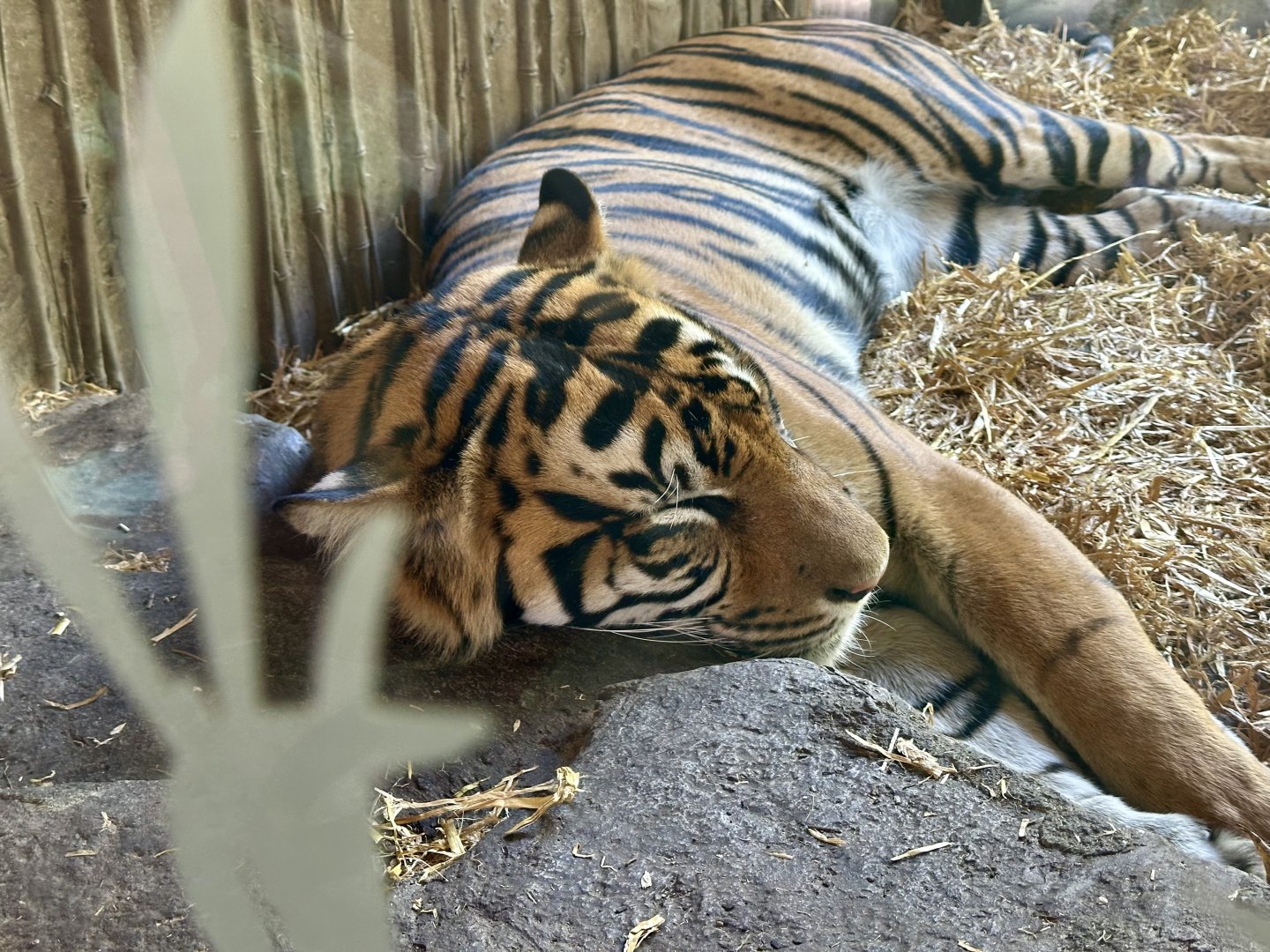 Zayana (Sumatran Tiger)