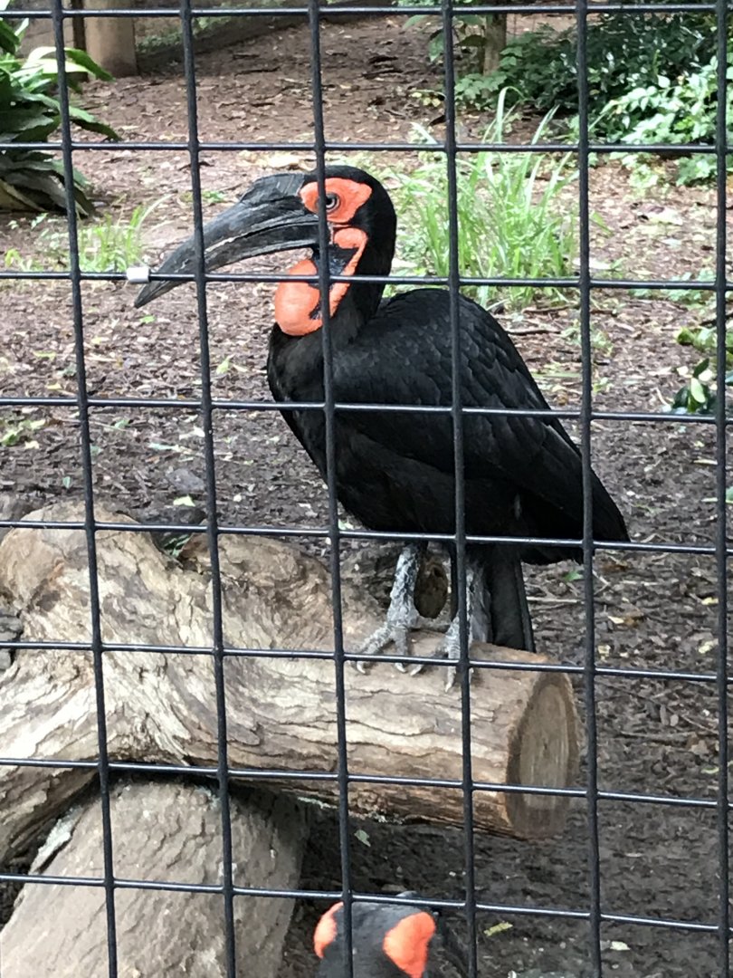 Zazu
