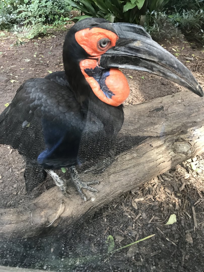 Zazu
