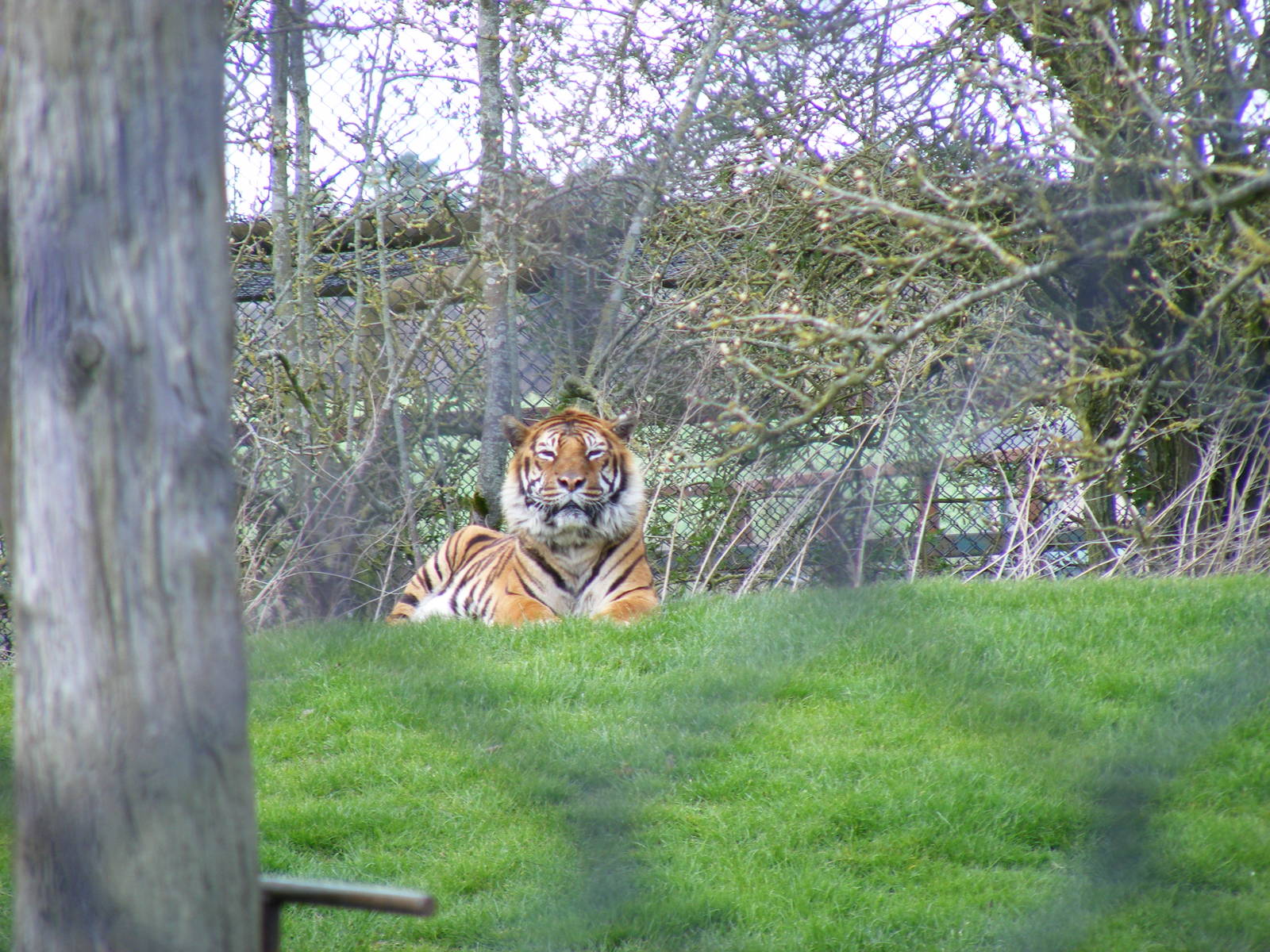 Zcabbie the Bengal tiger at Howletts Wild Animal Park, 3 April 2010