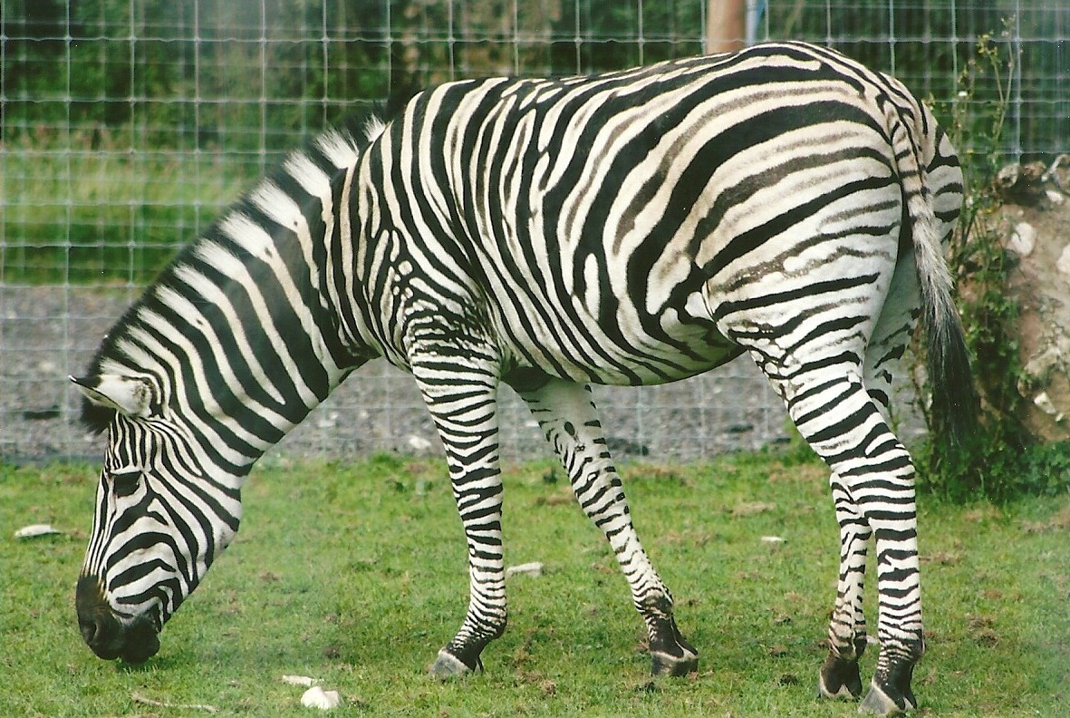 Zebra 11th September 2012