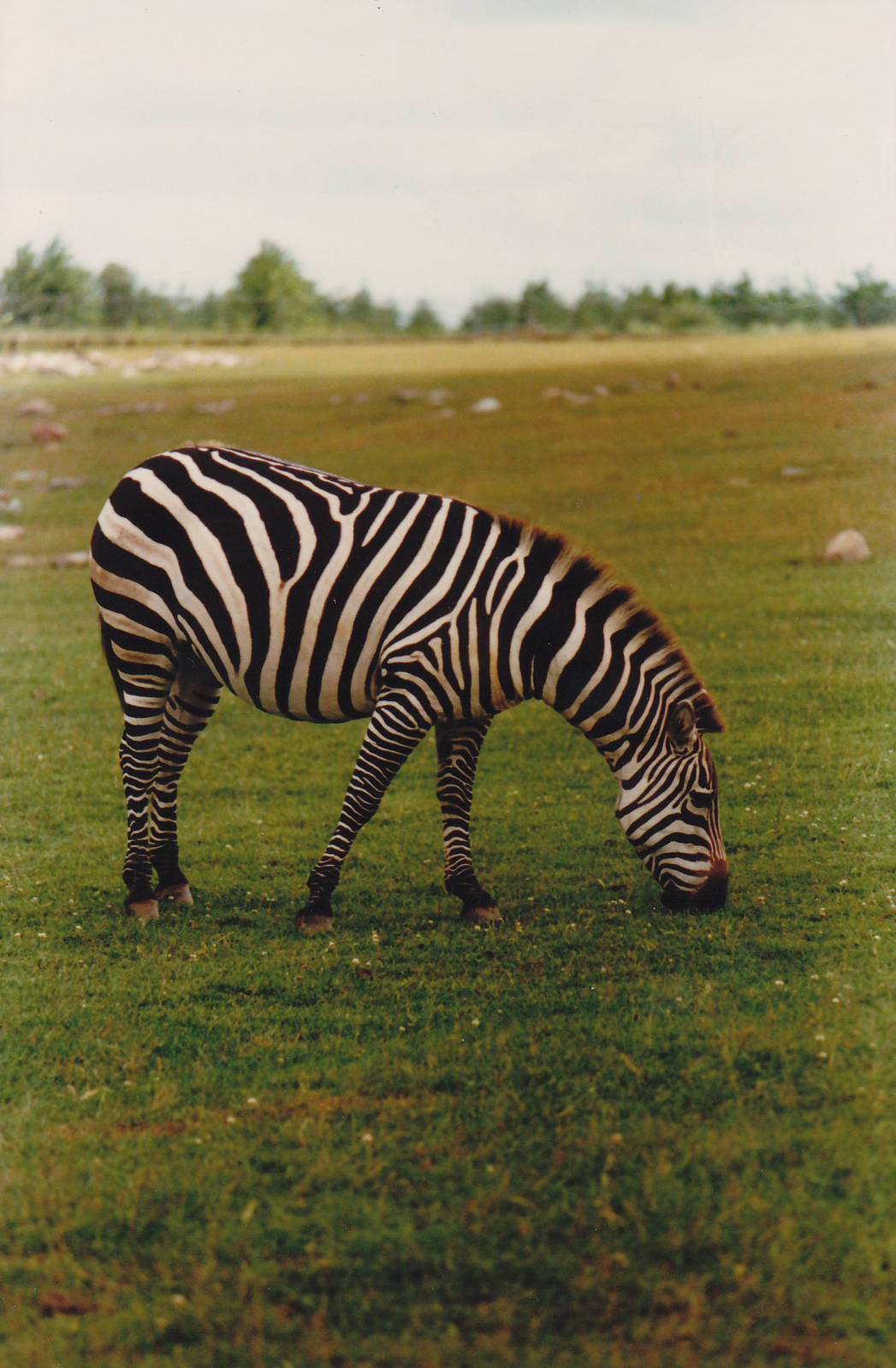 Zebra 1988