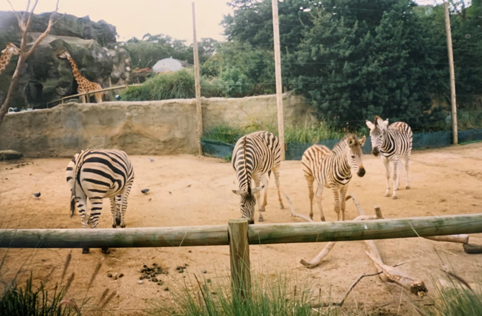 Zebra (1996)
