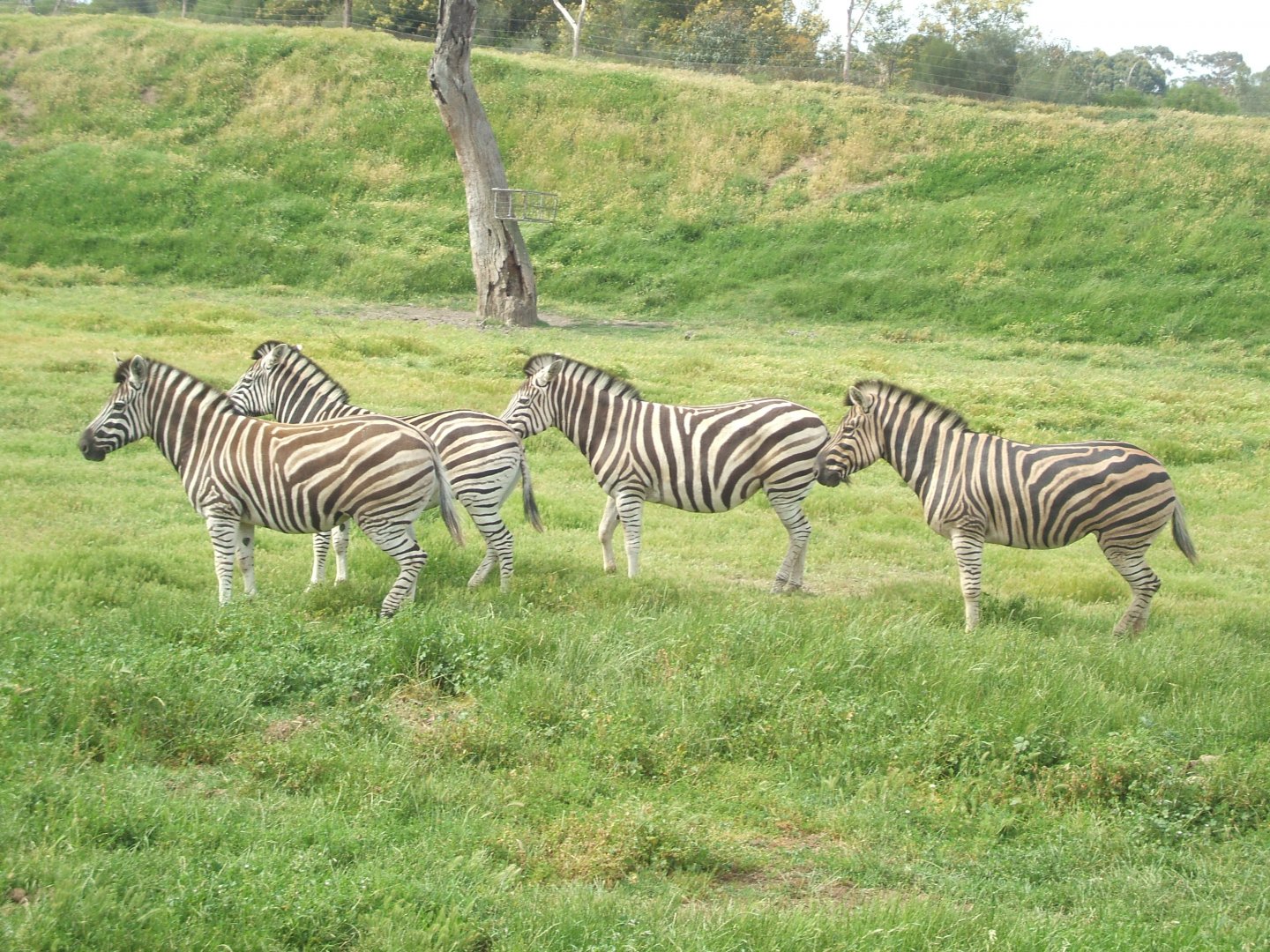Zebra, 2010