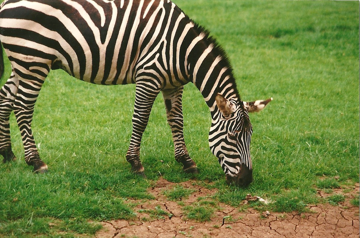 Zebra 24th June 2000