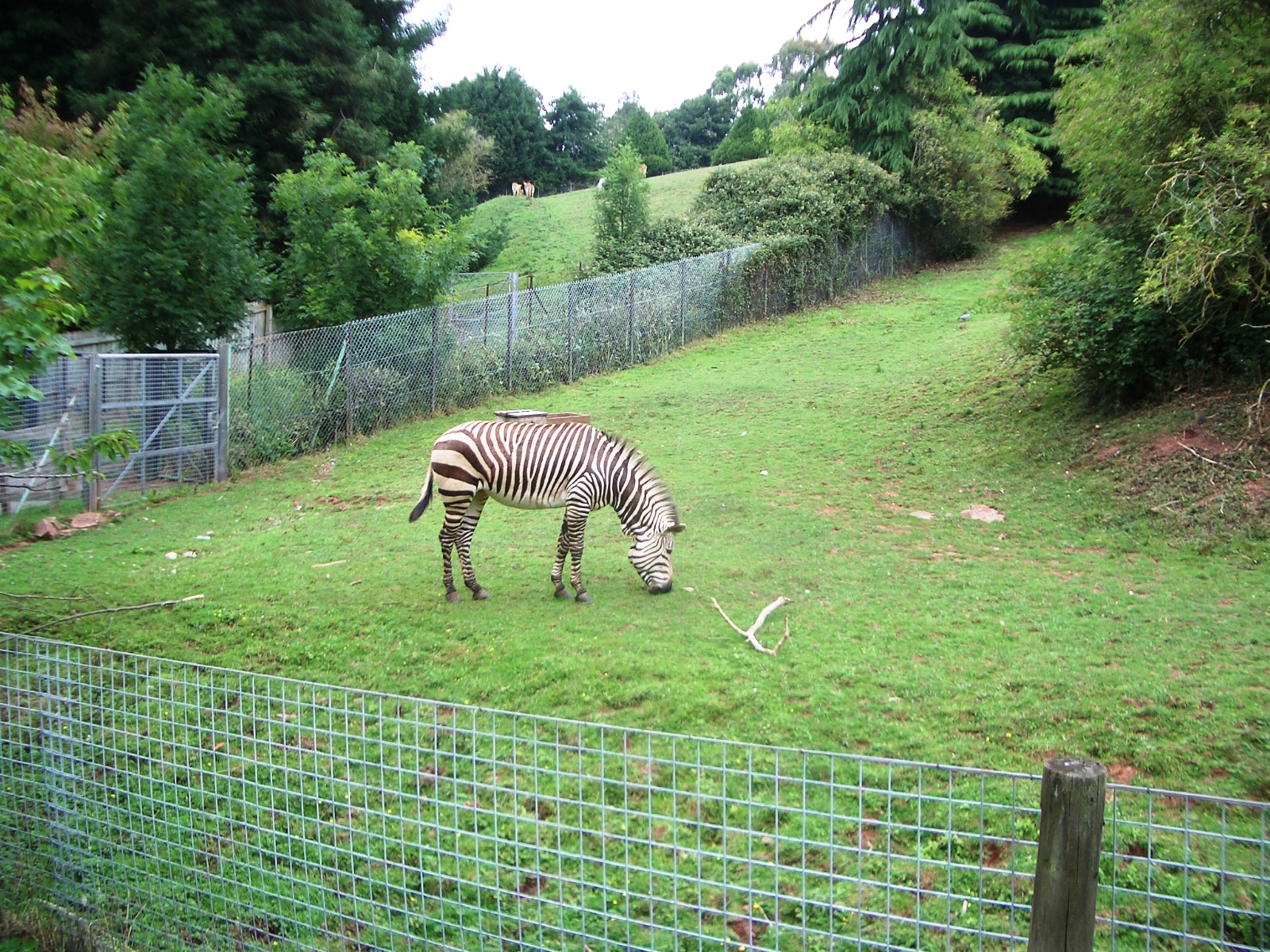Zebra - 27.07.2010