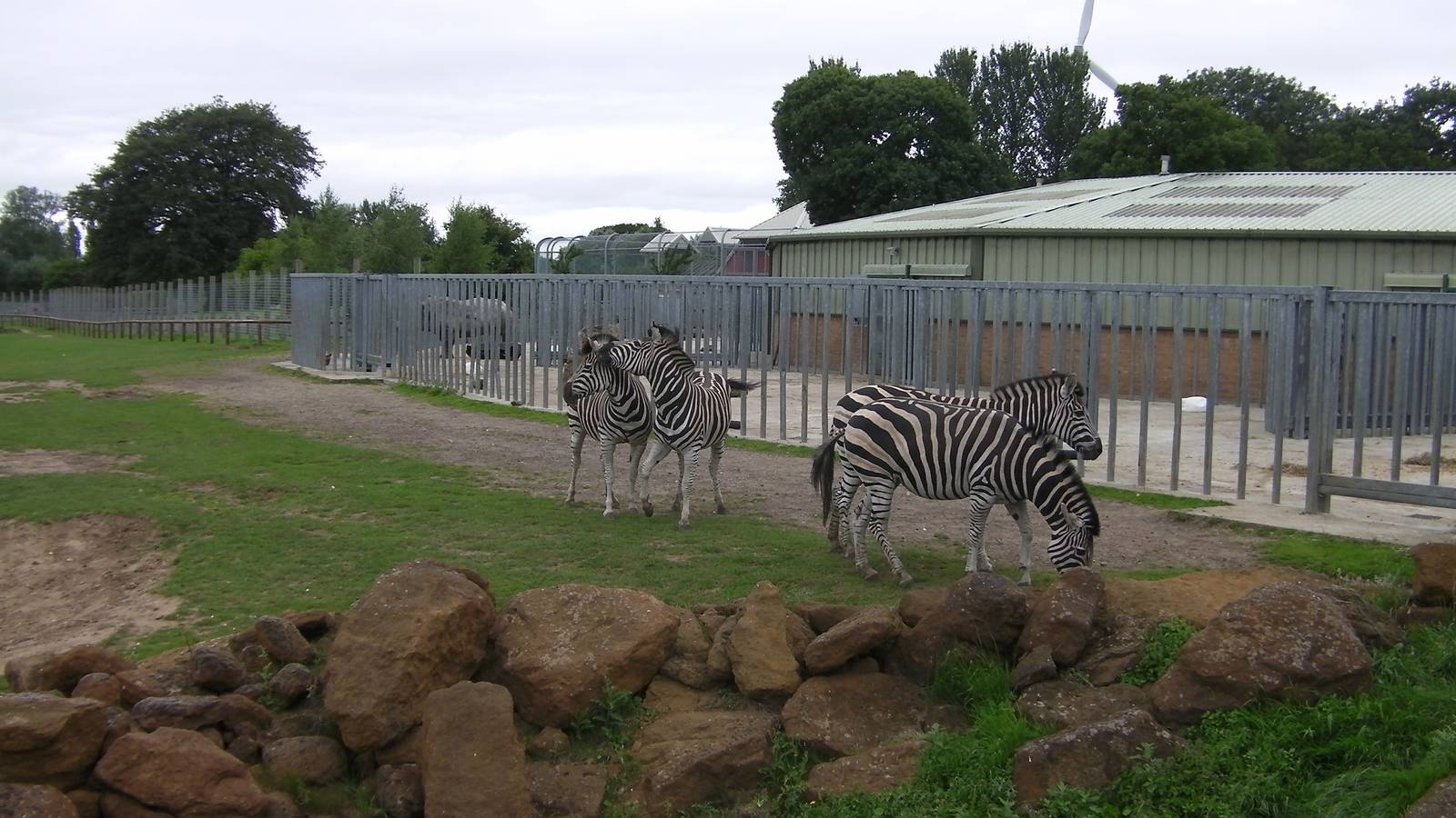 Zebra - 29.07.2011