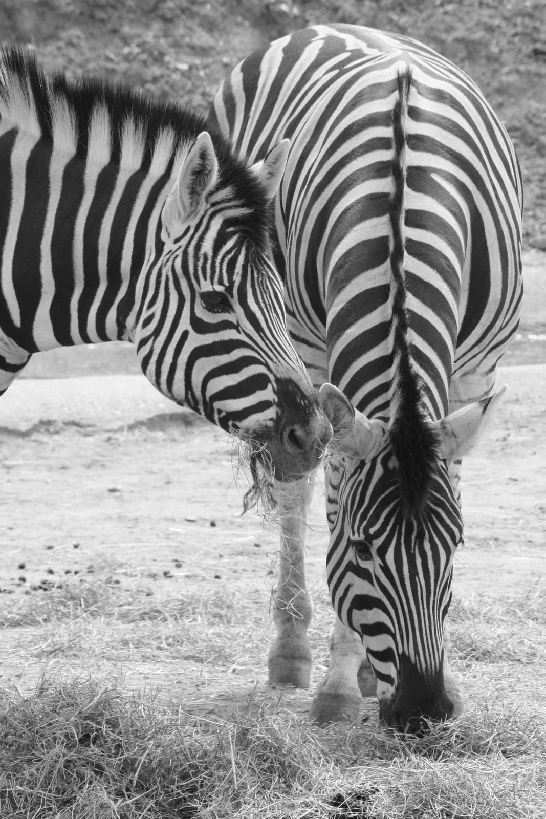 Zebra - 30 July 2010