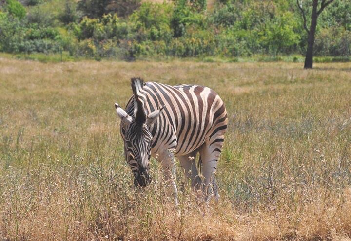 Zebra - Africa Section