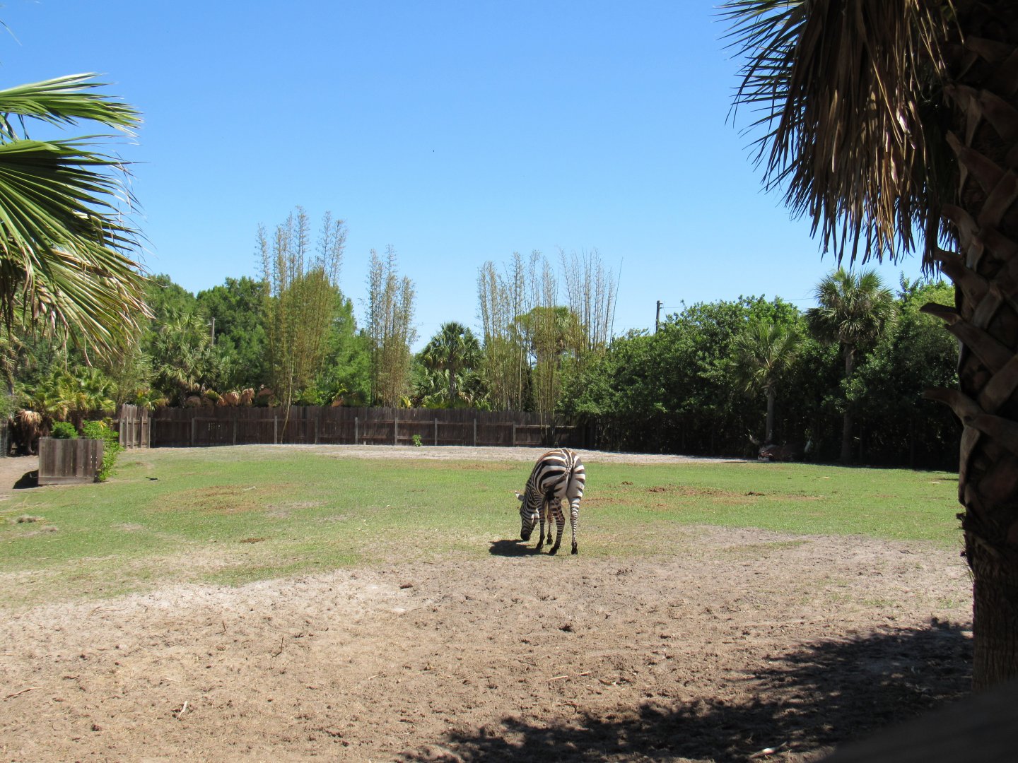 Zebra - African Savanna at Wild Florida