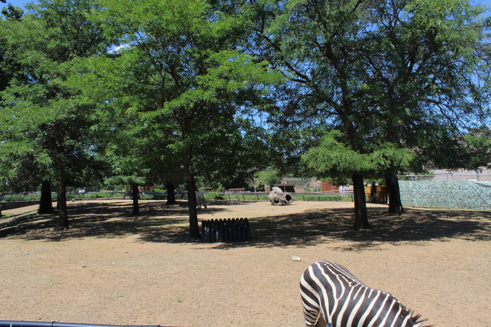 Zebra and African Spurred Tortoise Exhibit - African Hoostock Building