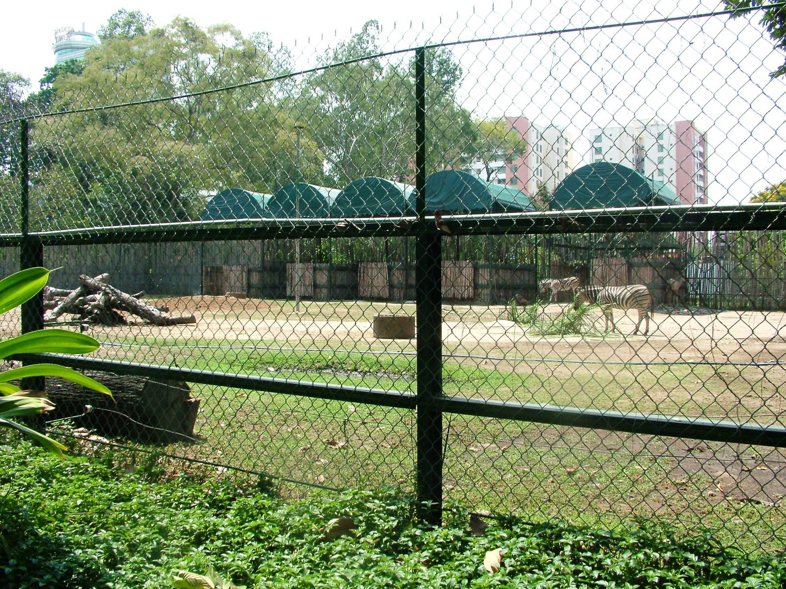 Zebra and Antelope Paddock at Saigon Zoo, 16/03/12