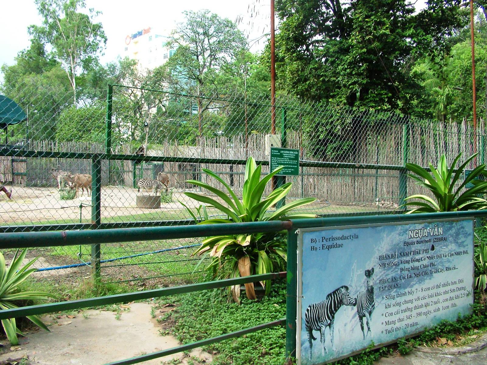 Zebra and Antelope Paddock at Saigon Zoo, 16/03/12