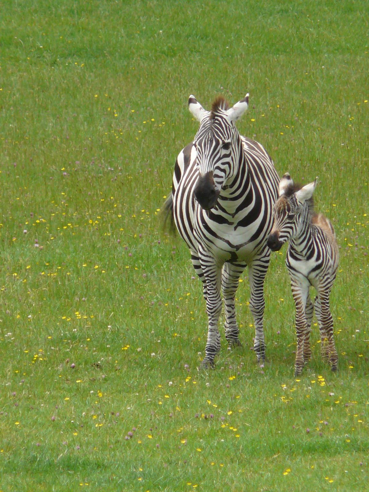 Zebra and baby
