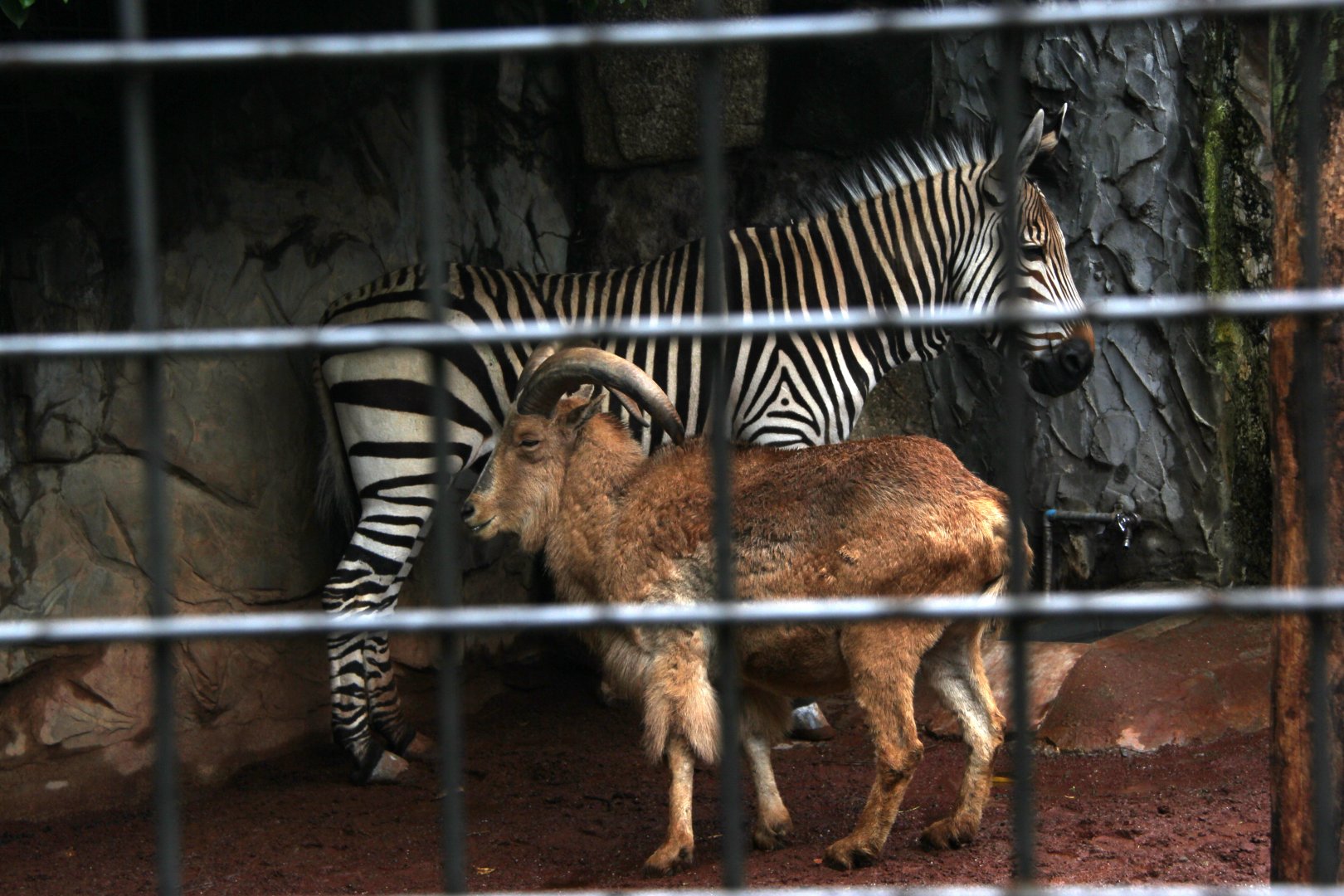 zebra and barbary sheep