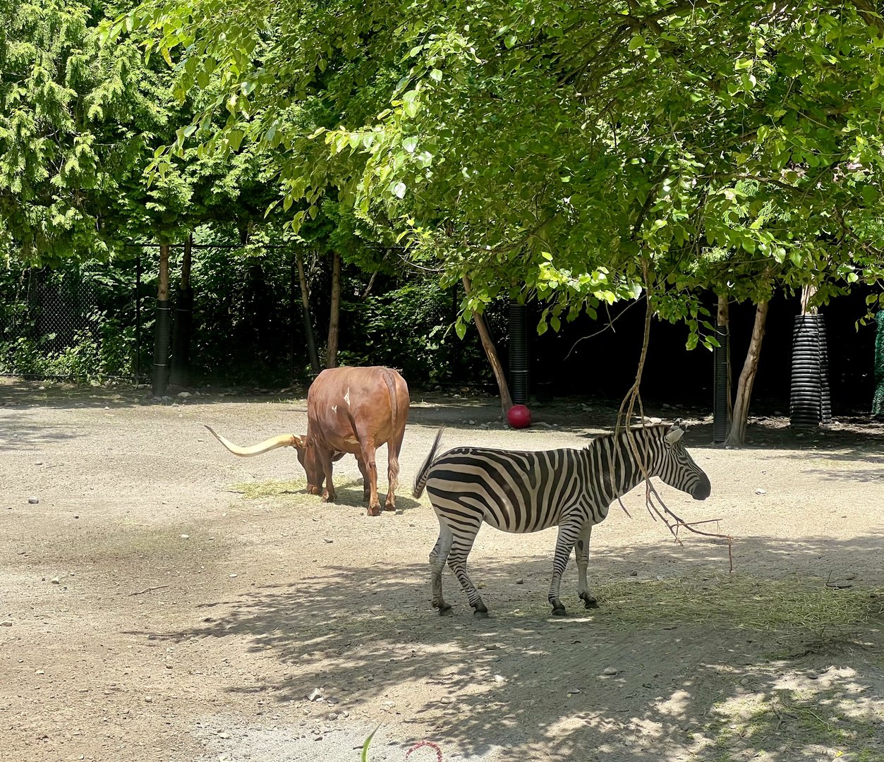 Zebra and Domestic Cattle