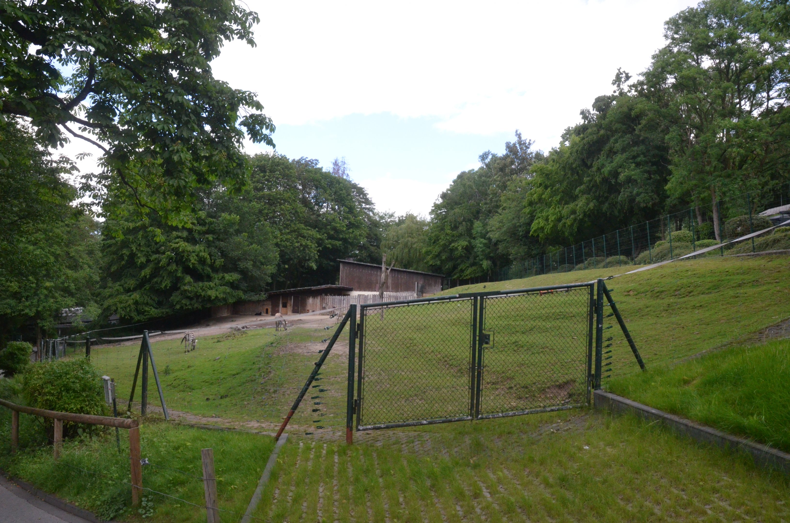 Zebra and Domestic Goat Enclosure at Wuppertal, 16/06/19
