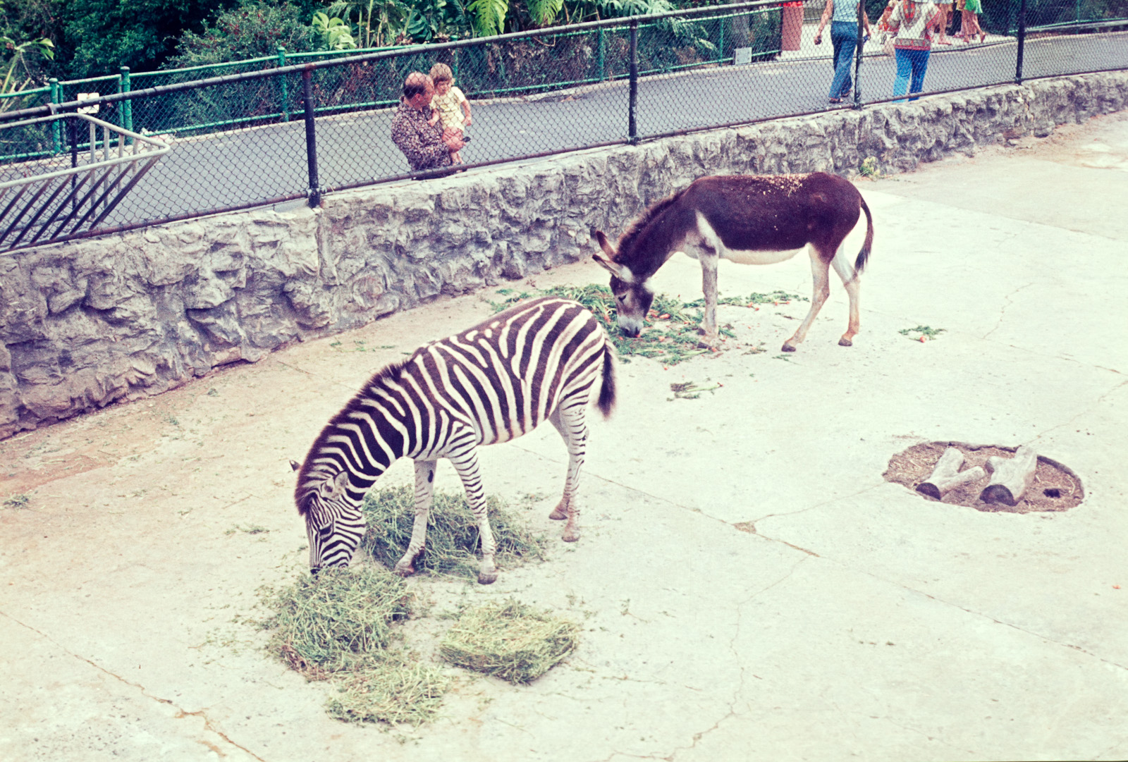 Zebra and Donkey - Dec 1976