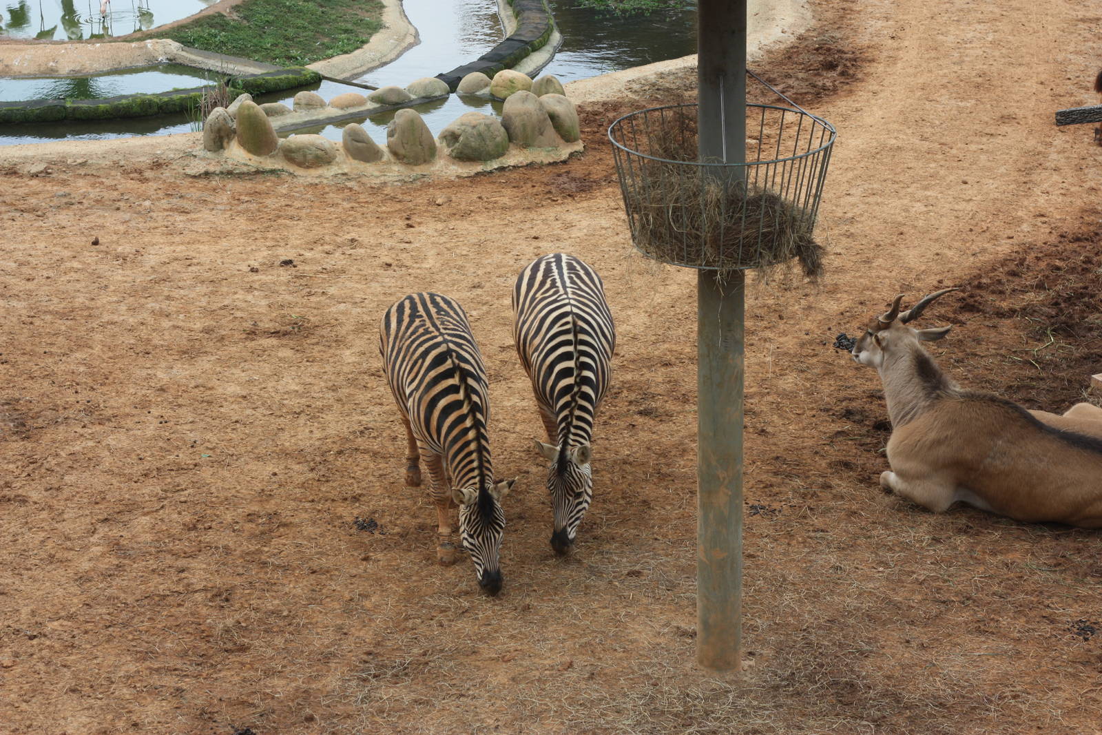Zebra and Eland