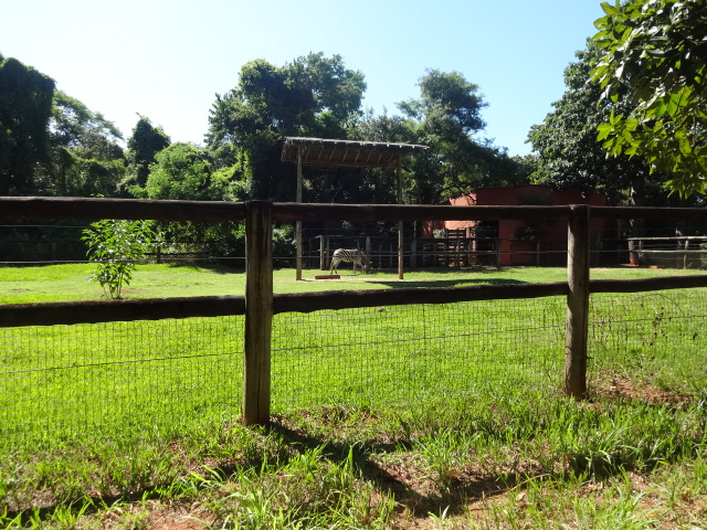 Zebra and elipsen-waterbuck paddock - Belo Horizonte zoo
