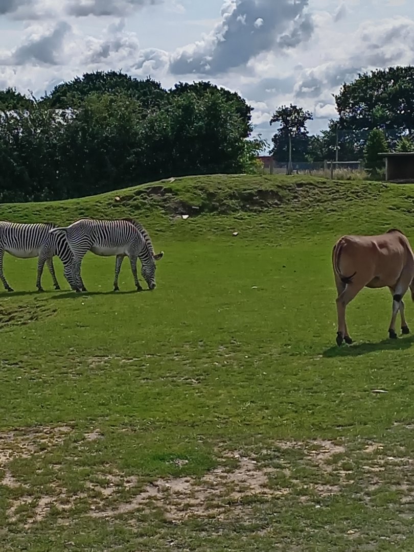 Zebra and Elland 25/7/23