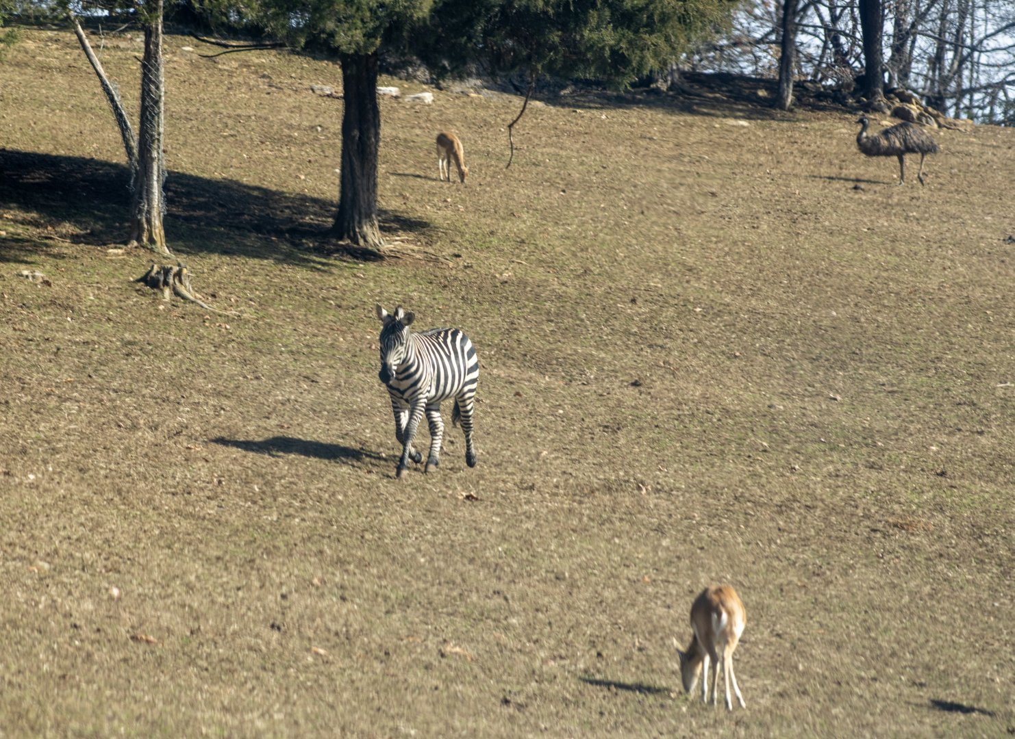 Zebra and Fallow Deer