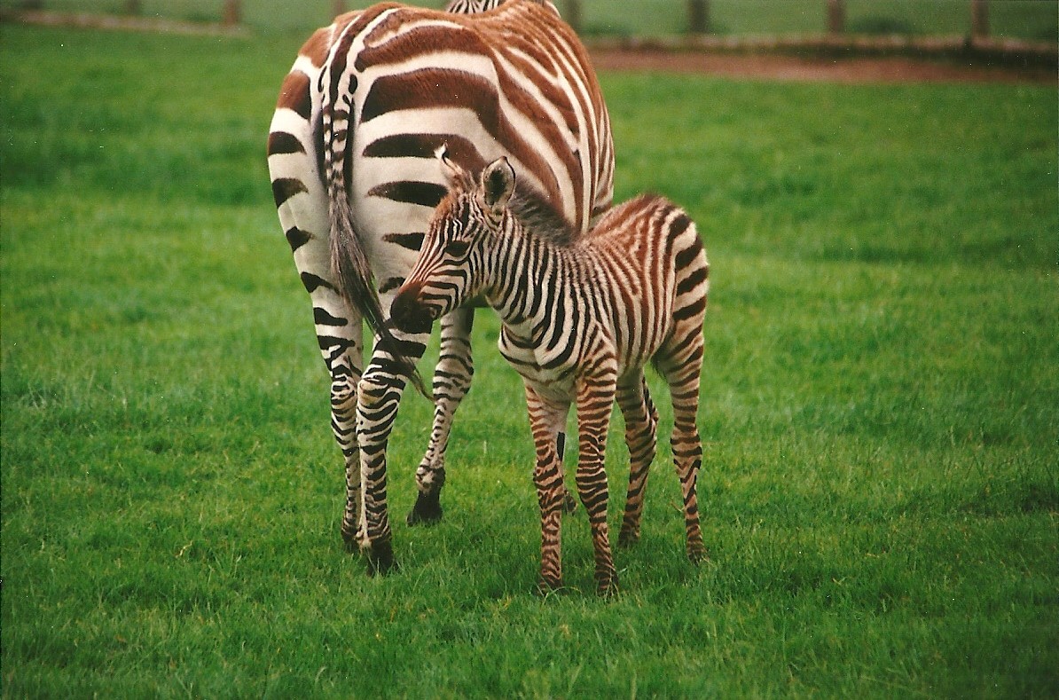 Zebra and foal 24th June 2000