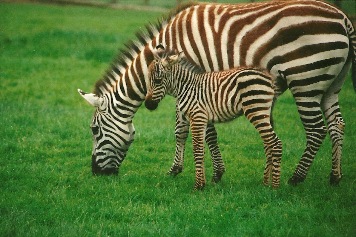 Zebra and foal 24th June 2000