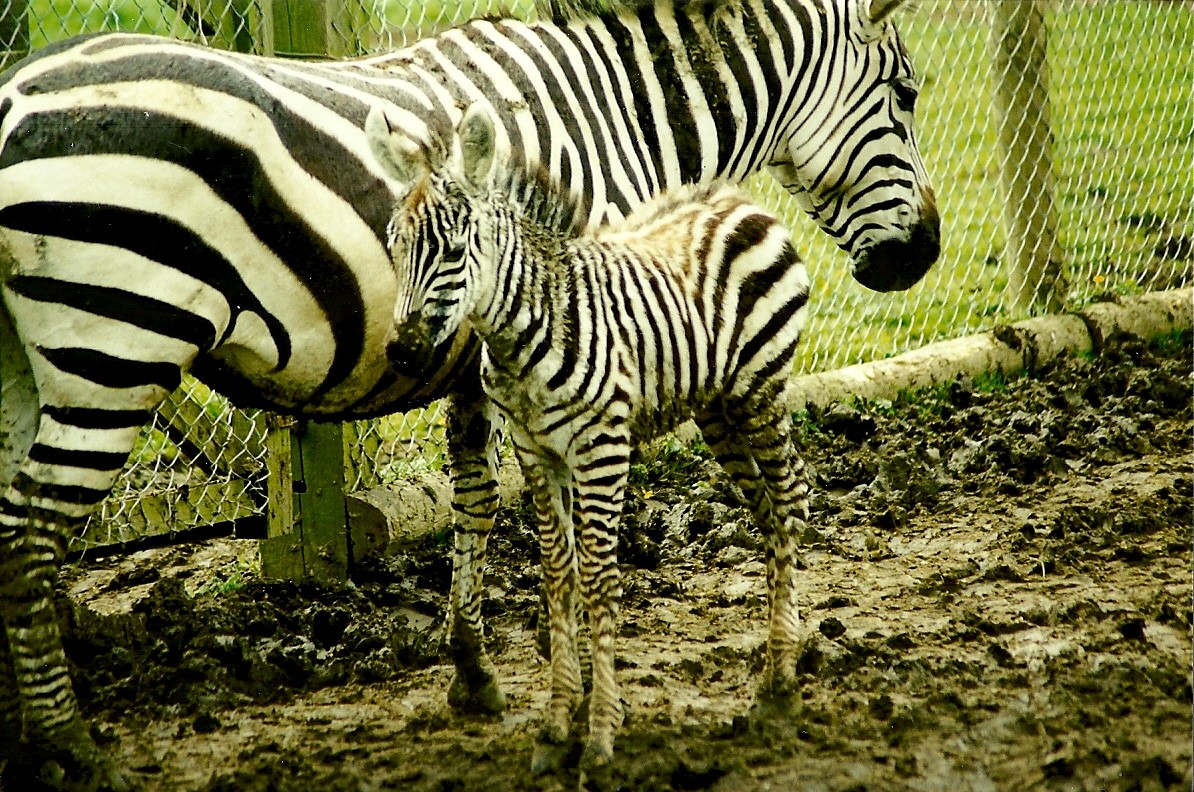 Zebra and foal 5th June 1999