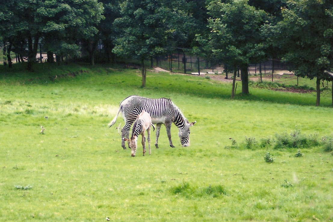 Zebra and Foal