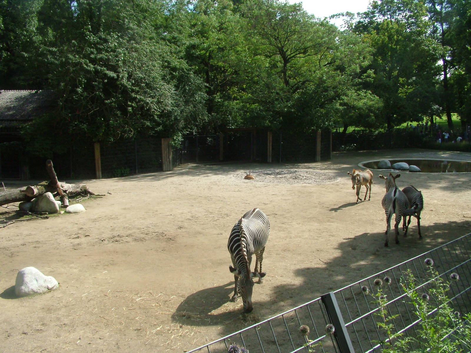 Zebra and Gazelle Exhibit at Wilhelma, Stuttgart 02/09/10