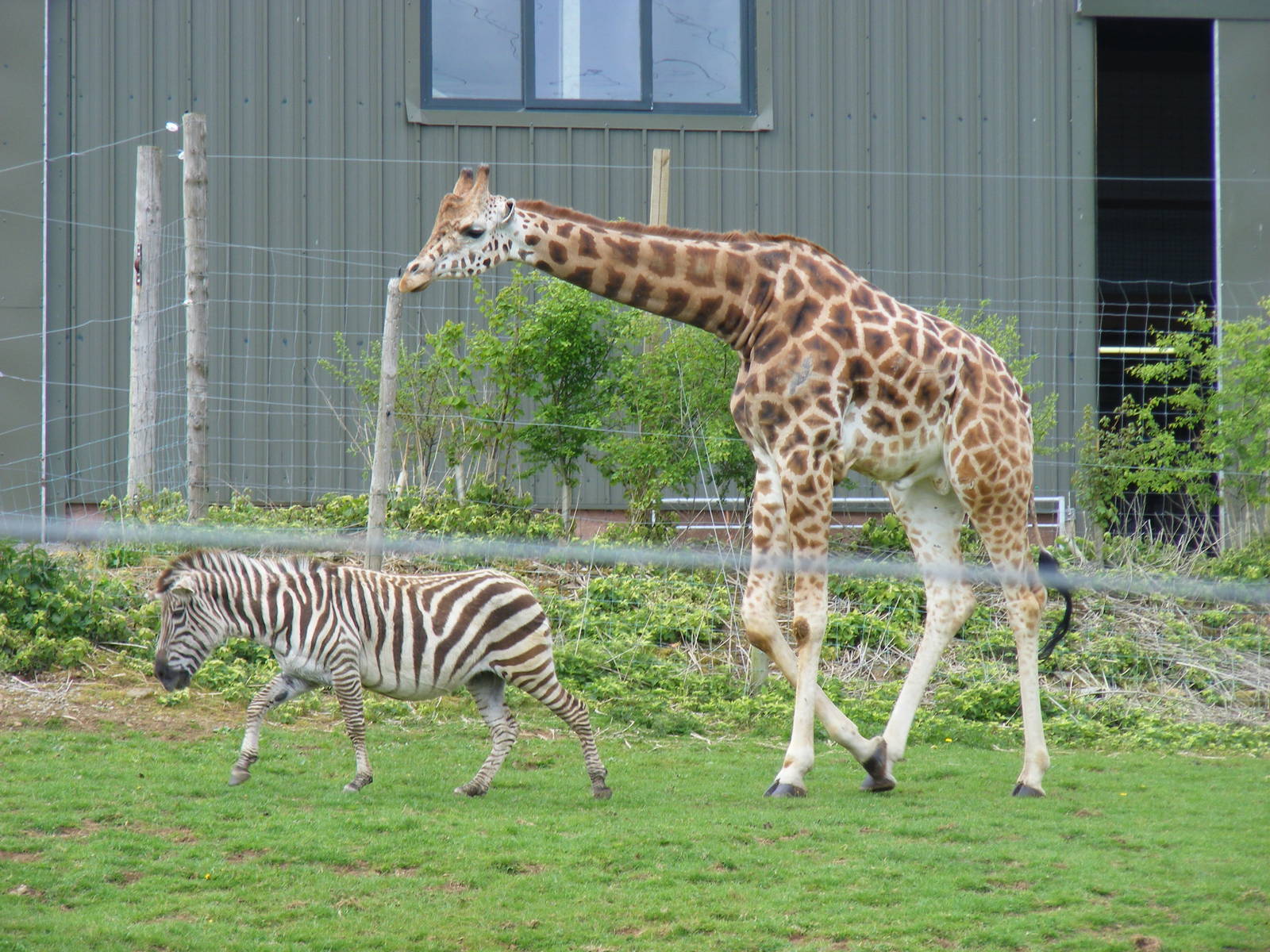 Zebra and Gerald the giraffe at Noah's Ark Zoo Farm, 1 May 2010