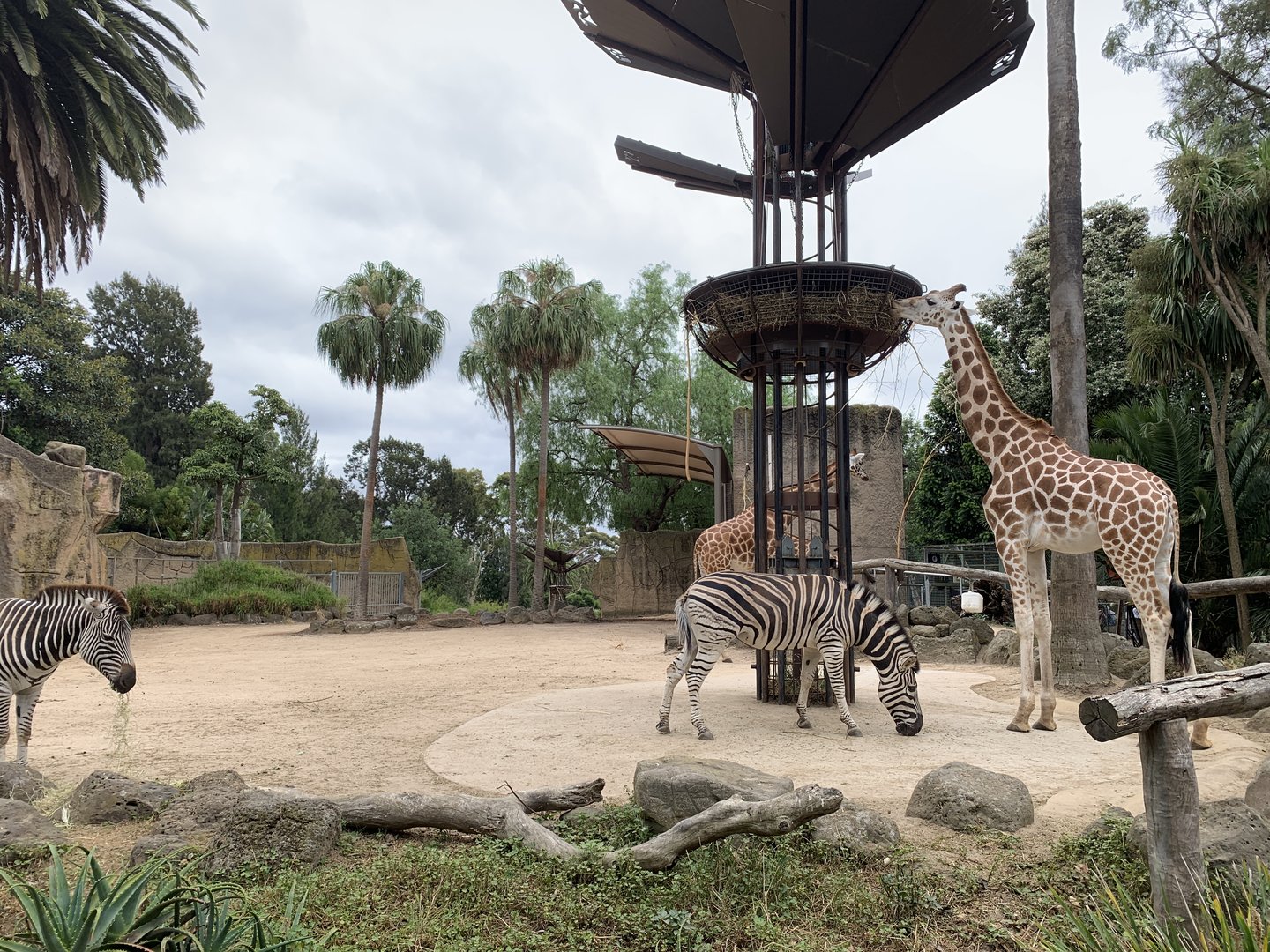 Zebra and Giraffe Exhibit