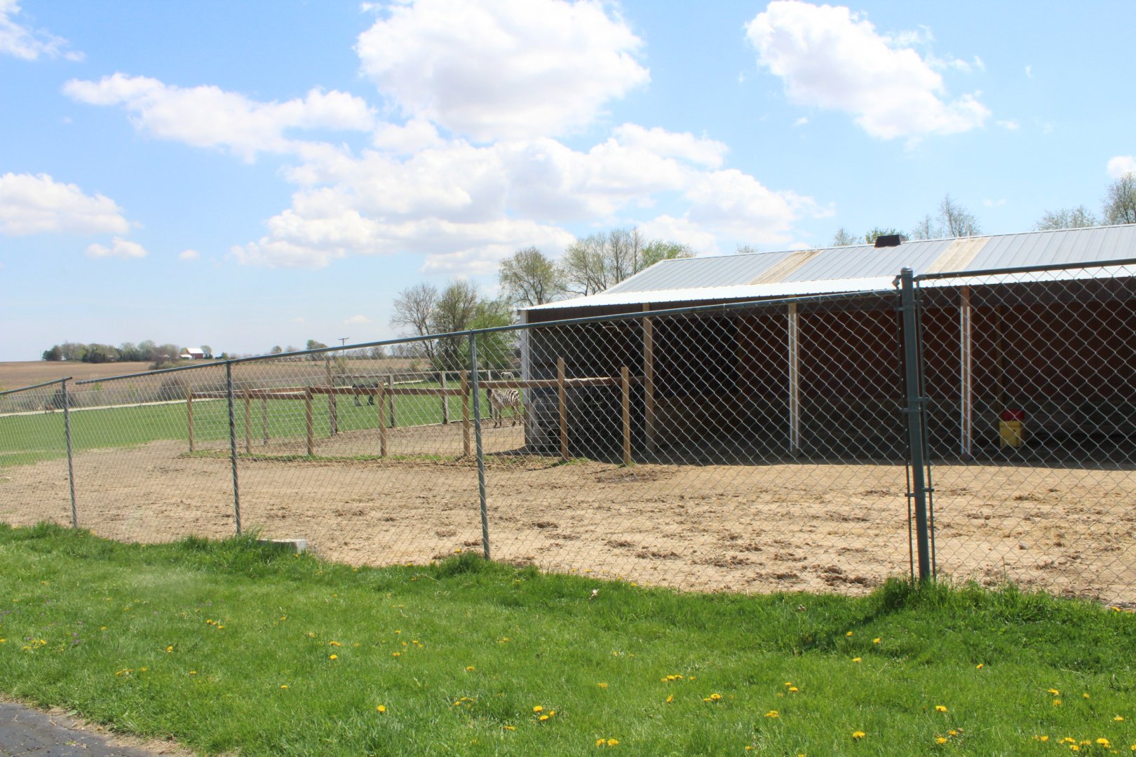 Zebra and Horse Exhibit