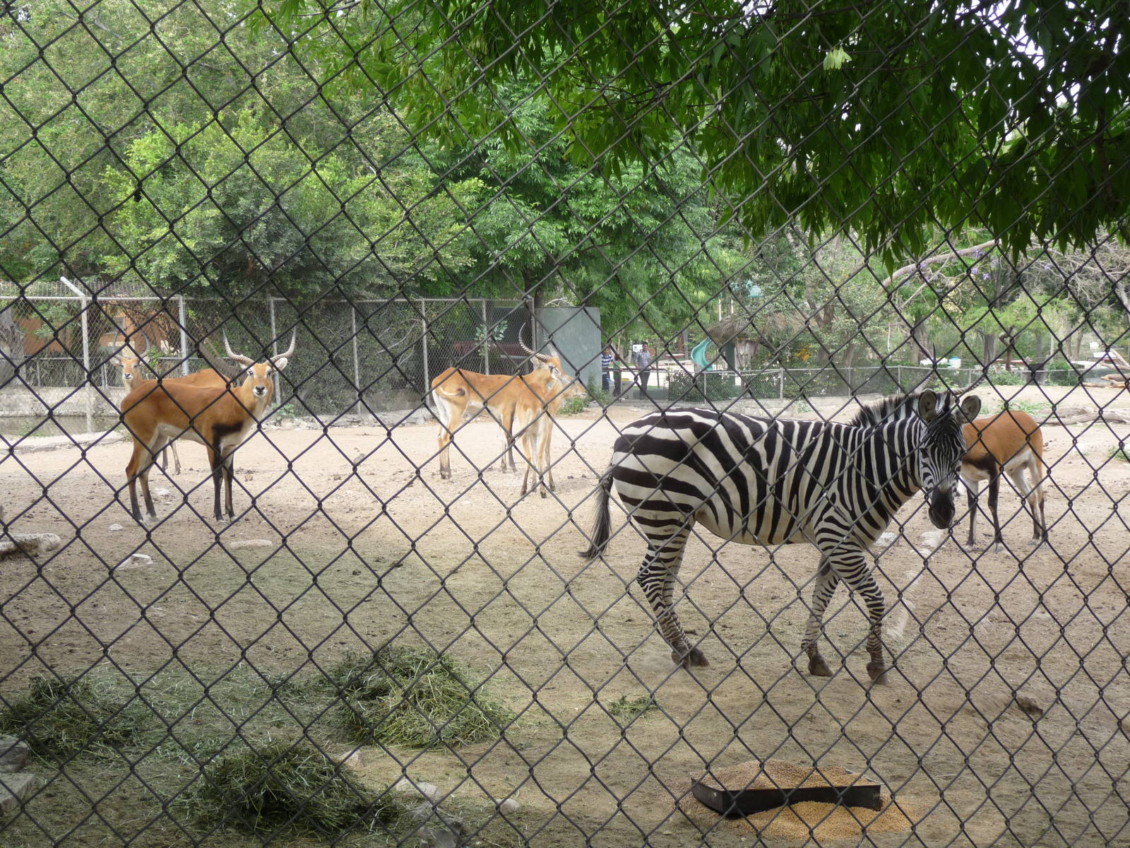 zebra and lechwe Guadalajara Zoo