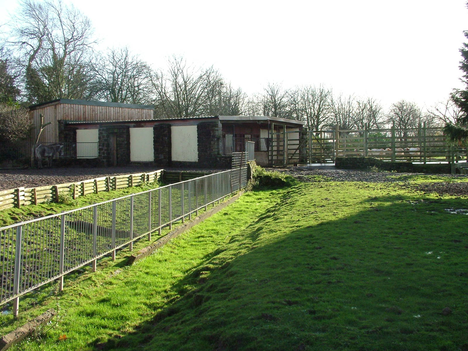 Zebra and oryx yards at Chester 06/12/09