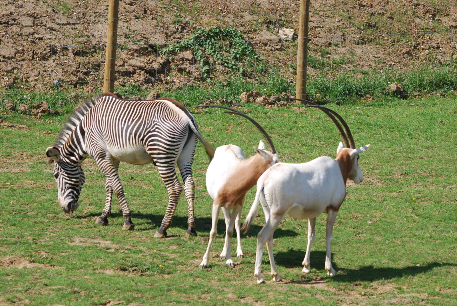 Zebra and oryx