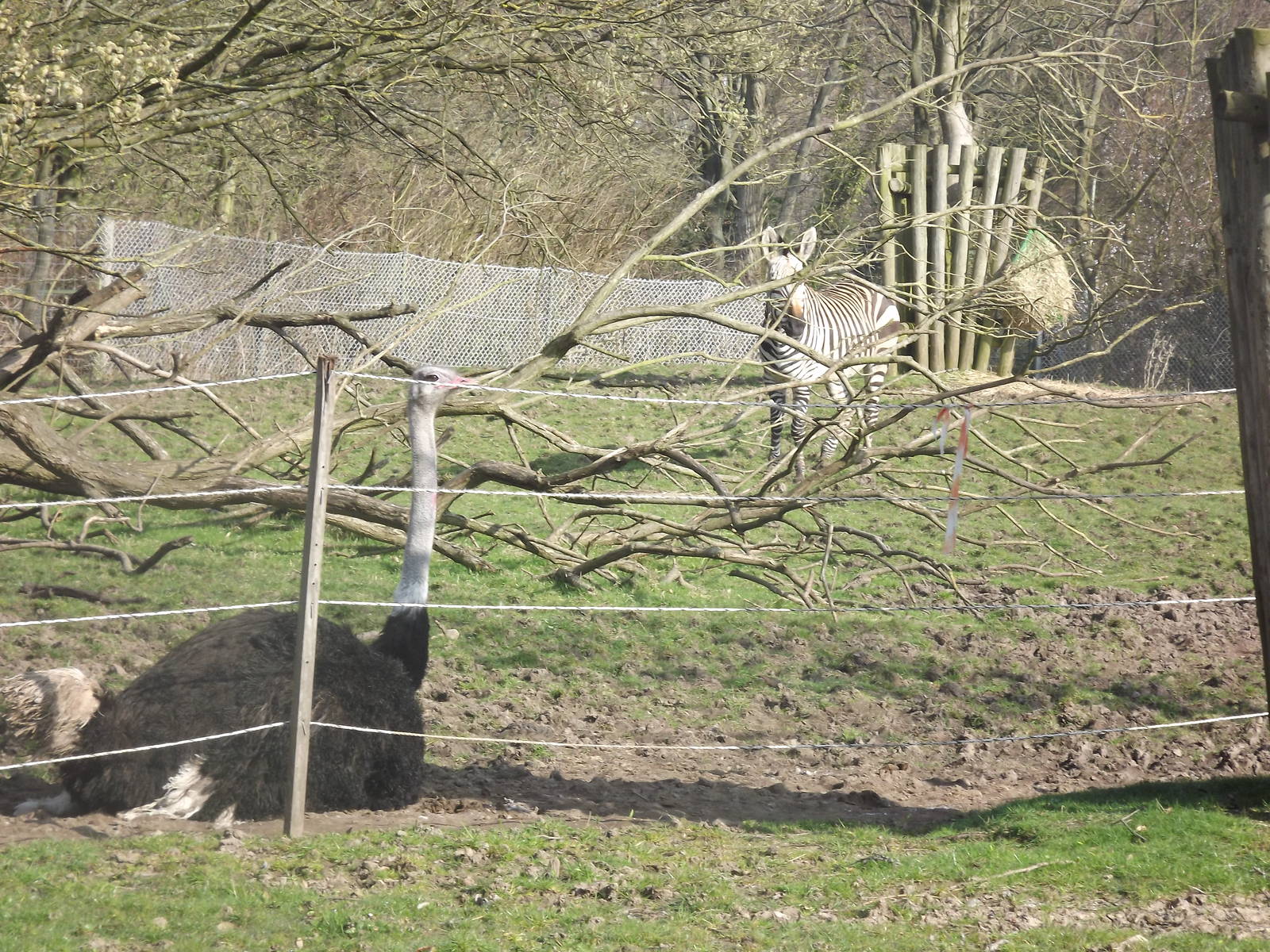 Zebra and Ostrich at Blackpool Zoo 25/03/12