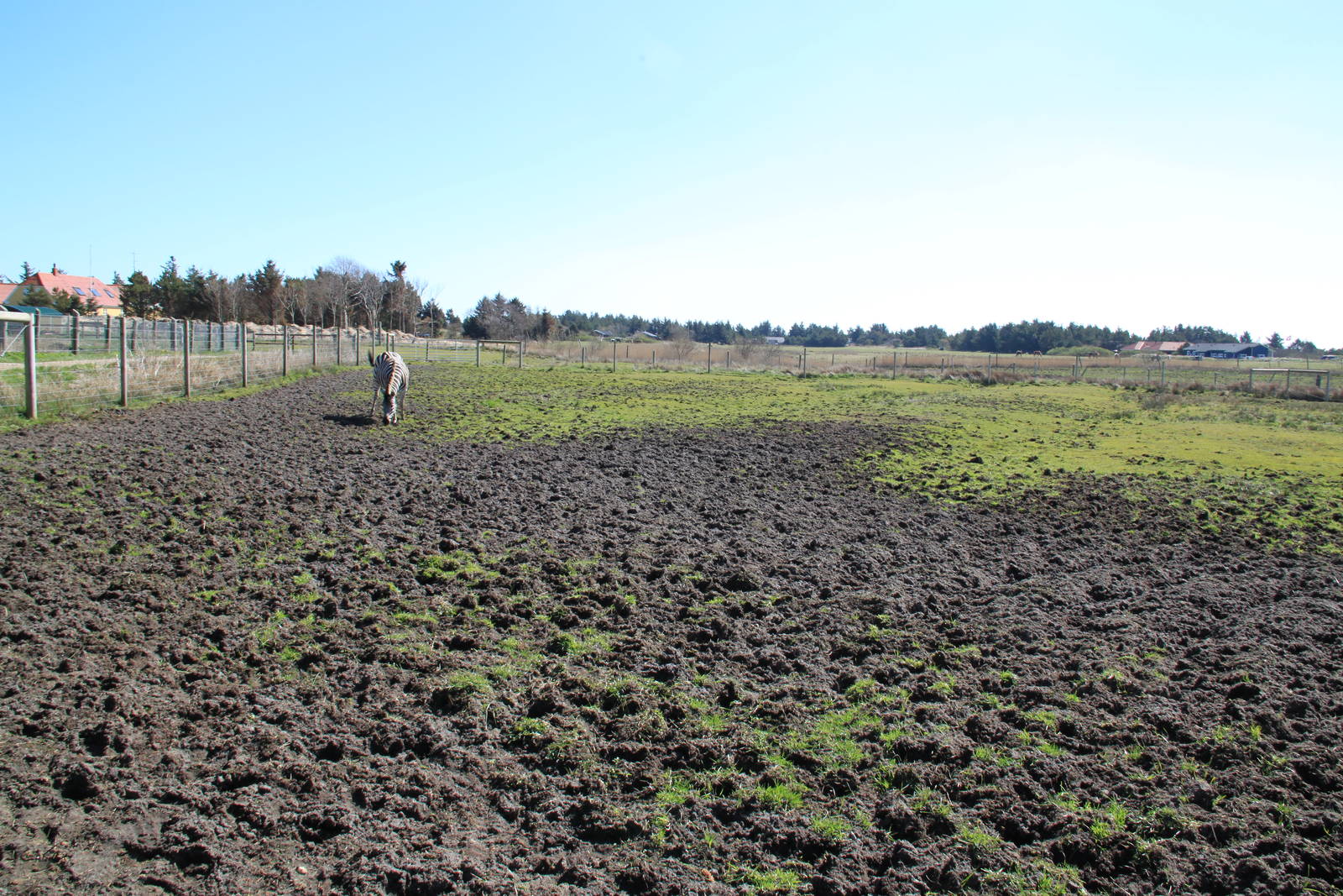 Zebra and Ostrich Enclosure