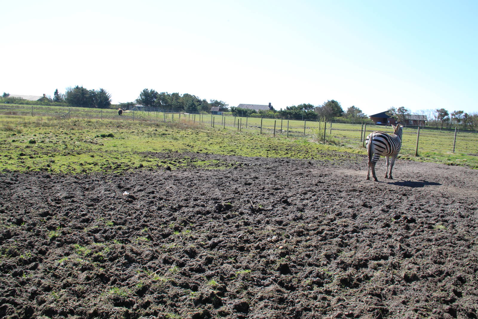 Zebra and Ostrich Enclosure