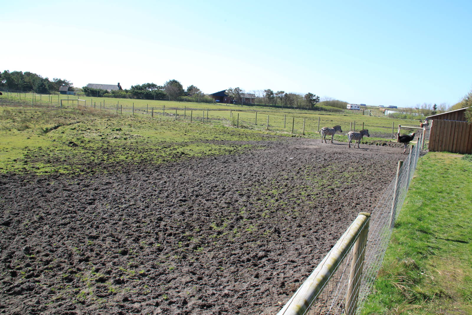 Zebra and Ostrich Enclosure